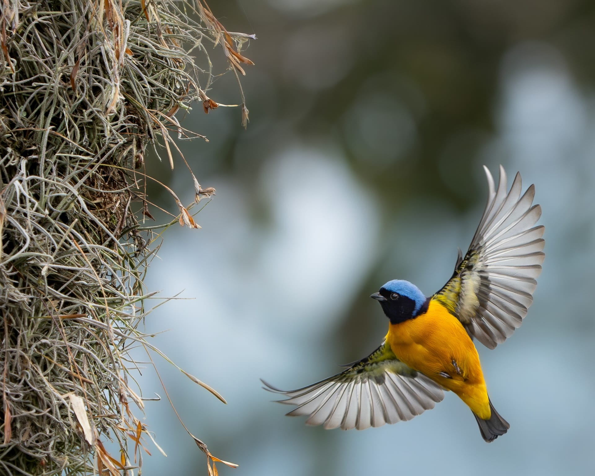 Avian Beauties and Rarities Top the 2026 Audubon Photography Awards9