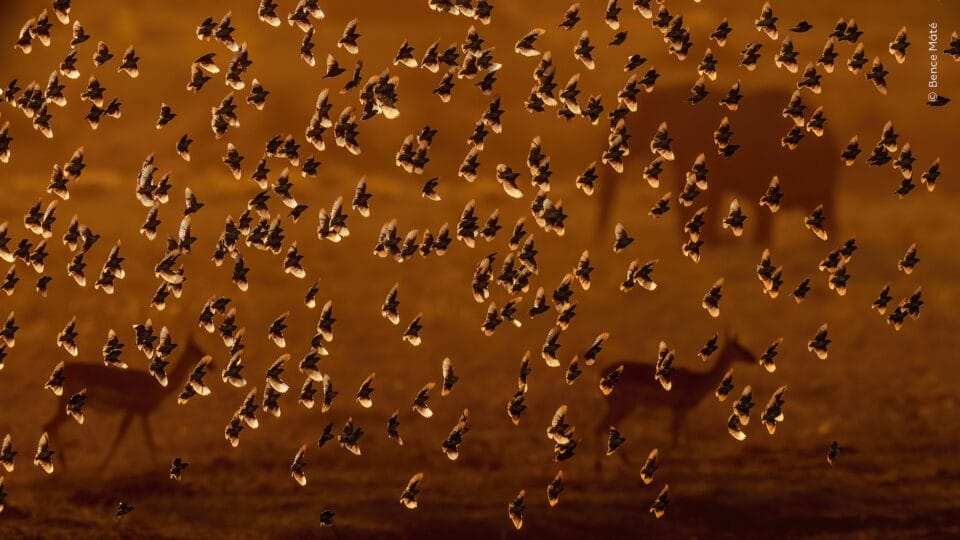 Wildlife Photographer of the Year Whittles More than 65,000 Entries to the Top 1005