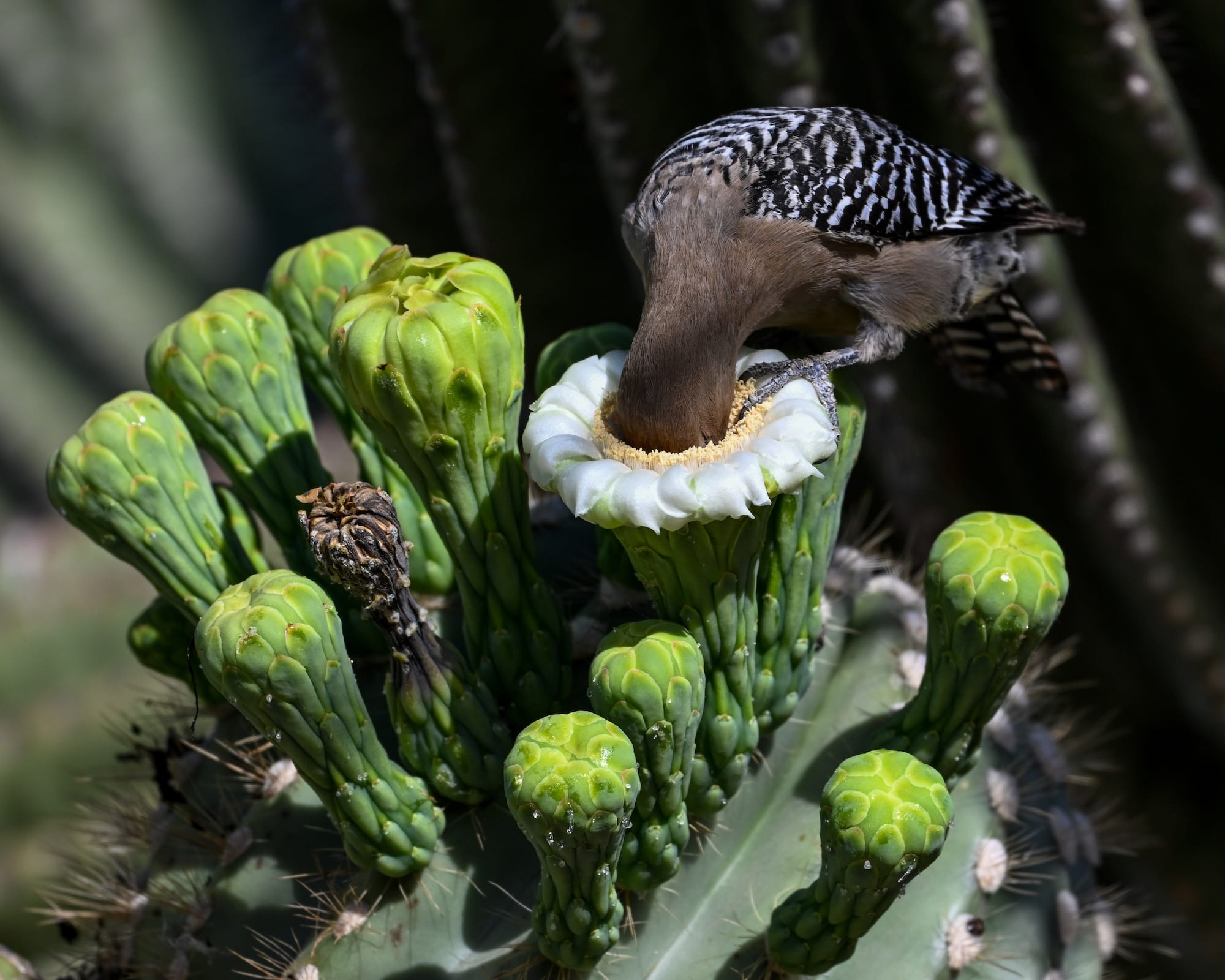 Avian Beauties and Rarities Top the 2026 Audubon Photography Awards4
