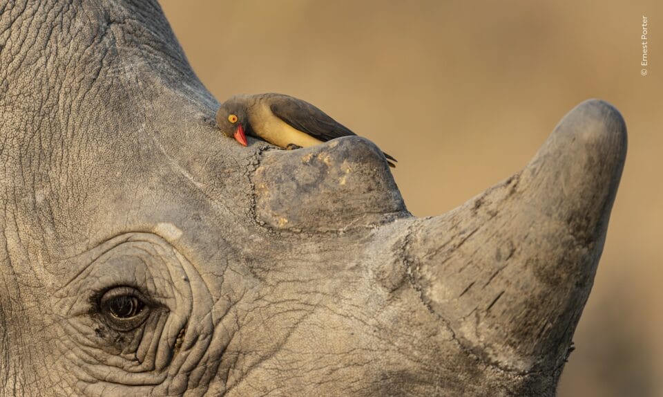 Wildlife Photographer of the Year Whittles More than 65,000 Entries to the Top 1001