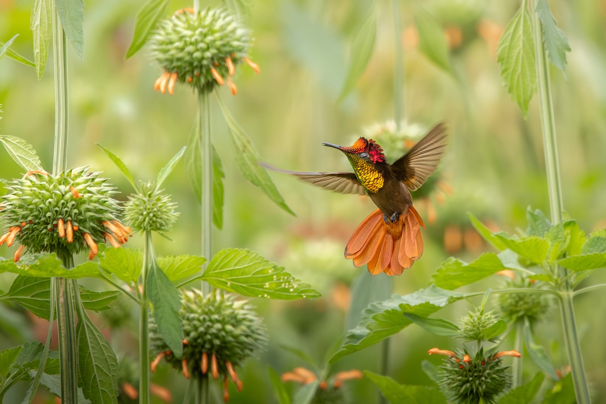 Avian Beauties and Rarities Top the 2026 Audubon Photography Awards8