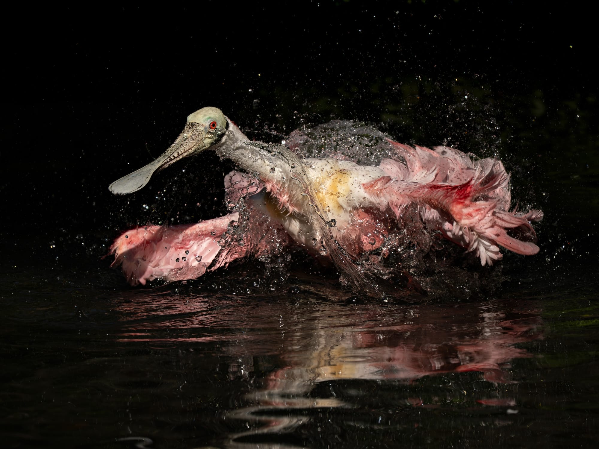 Avian Beauties and Rarities Top the 2026 Audubon Photography Awards2