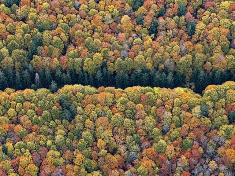 Густий осінній ліс вкриває баварські гори з висоти пташиного польоту 6