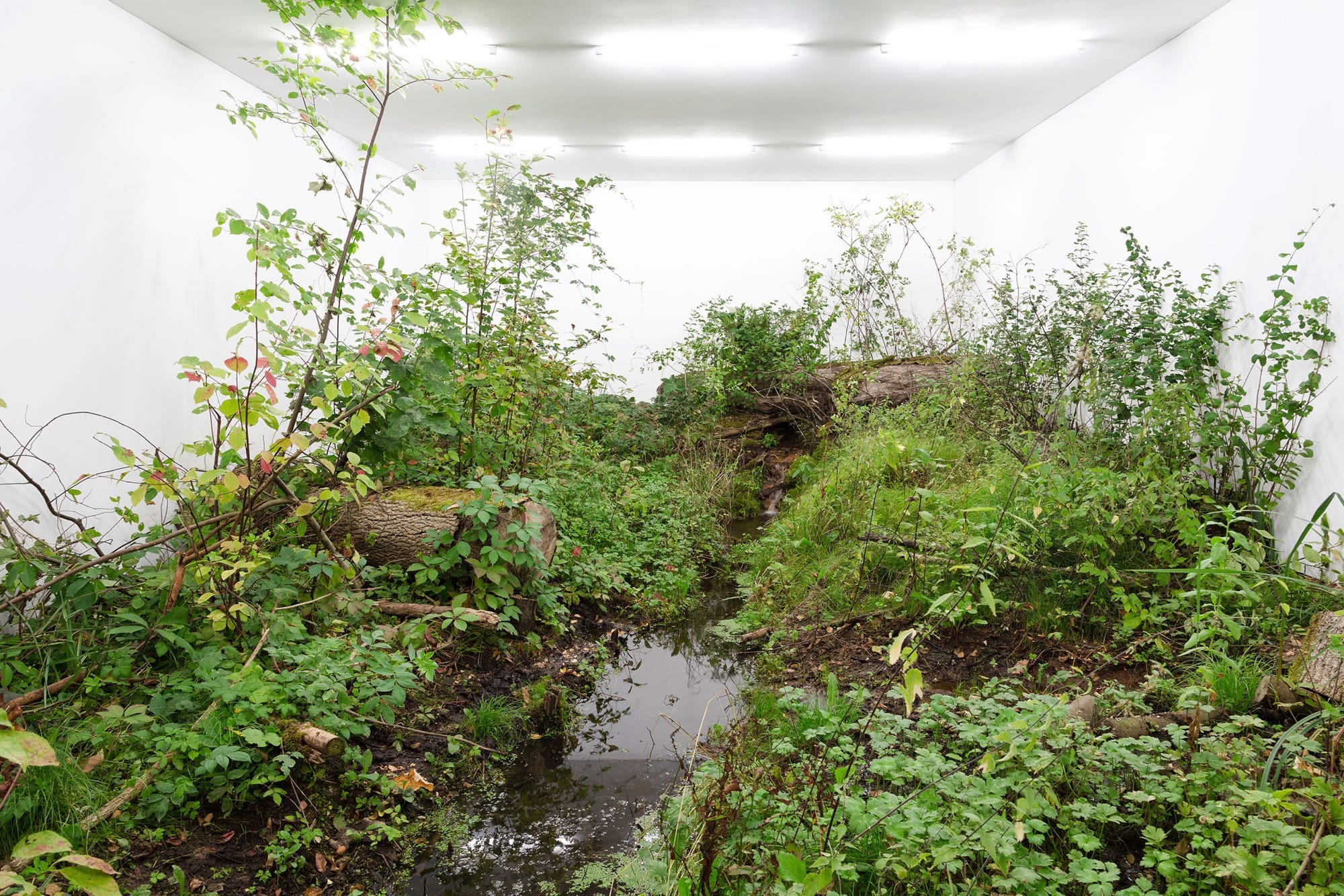 In 'Fictional Nature,' Fabian Knecht Encloses Live Trees and Craggy Stones in a White Cube Gallery6