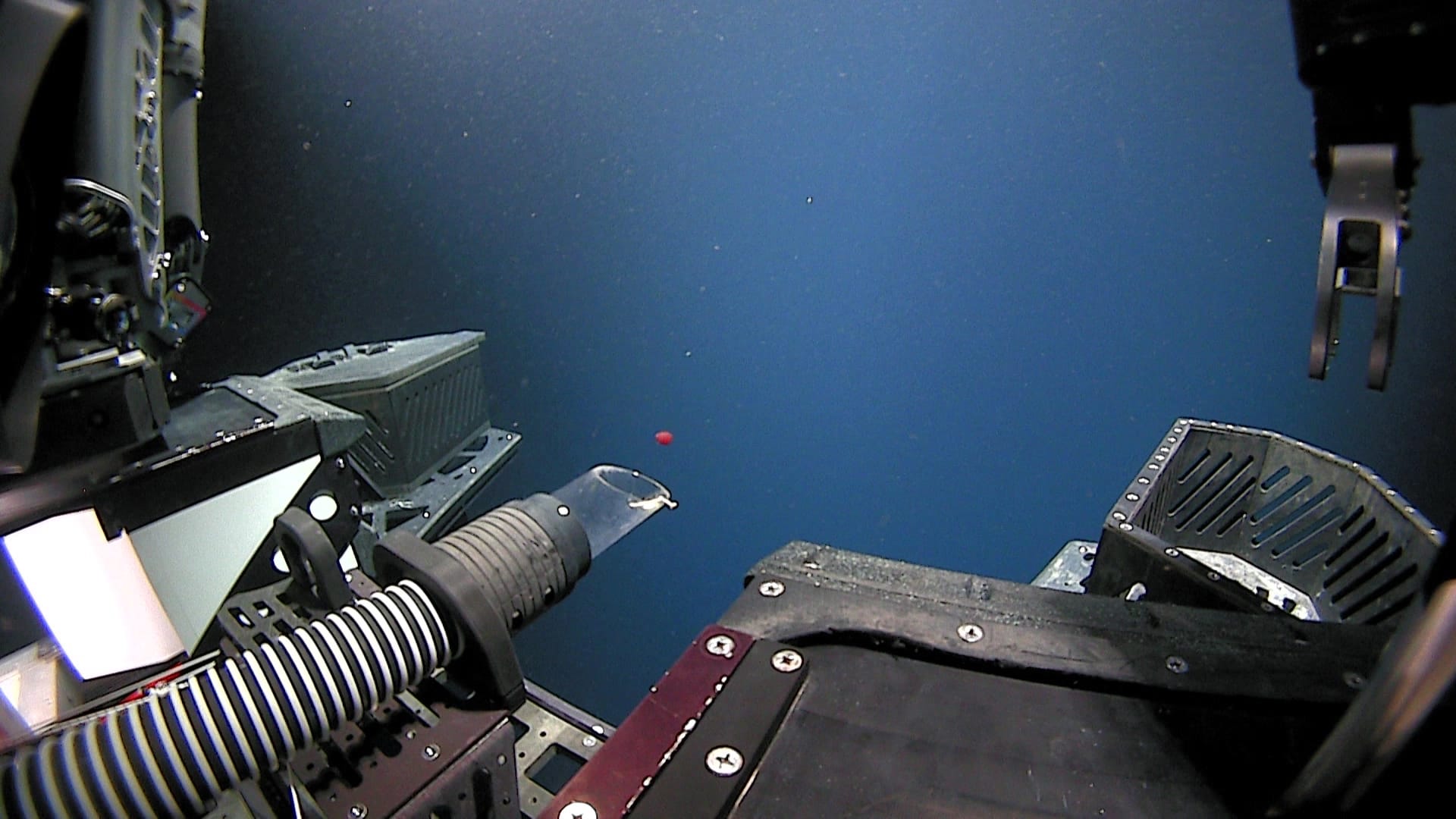 A Dive 2,300 Feet into the Atlantic Ocean Uncovers a New Bright Red Jellyfish Species0