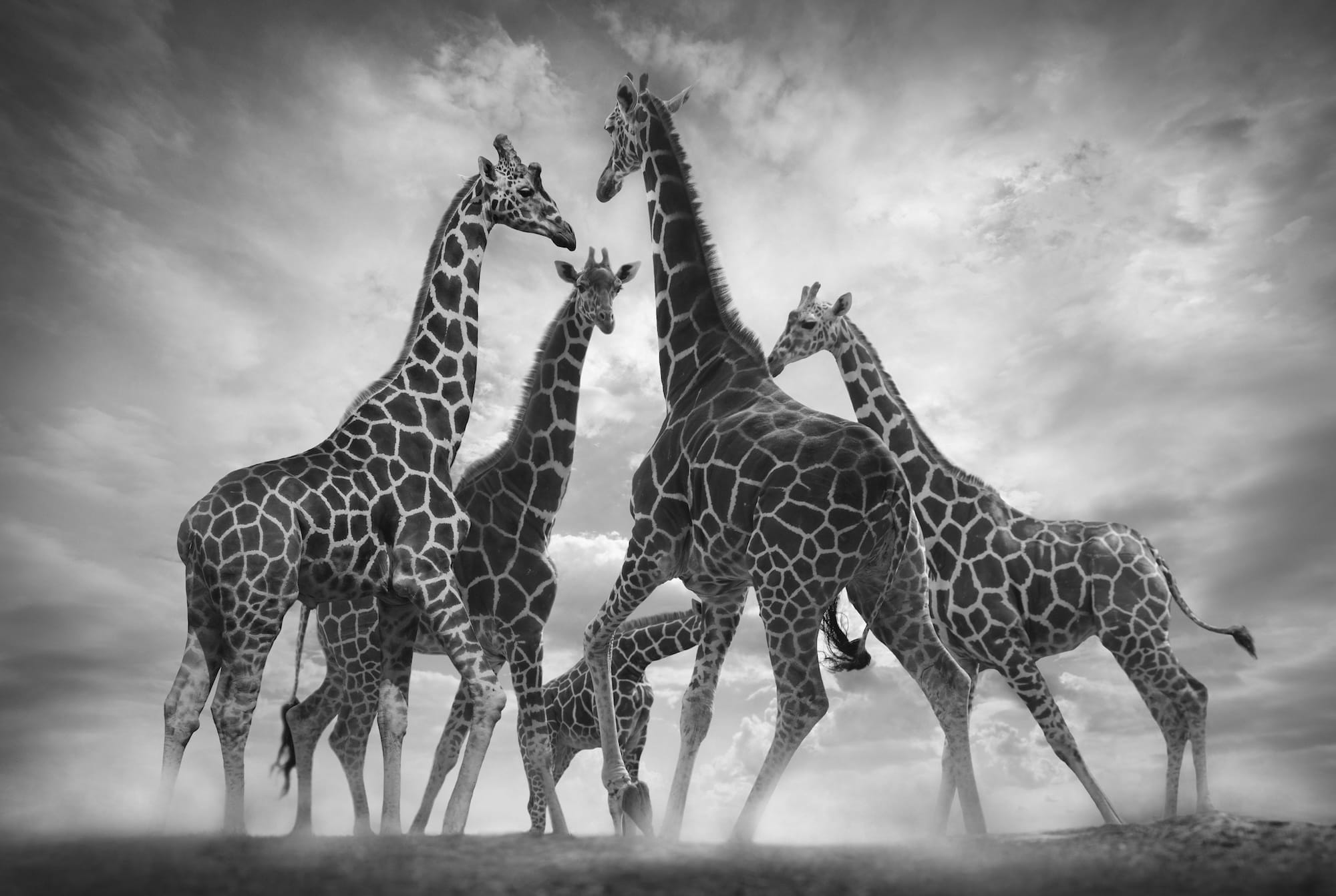 Björn Persson's New Book Highlights the World's Incredible and Endangered Wildlife2