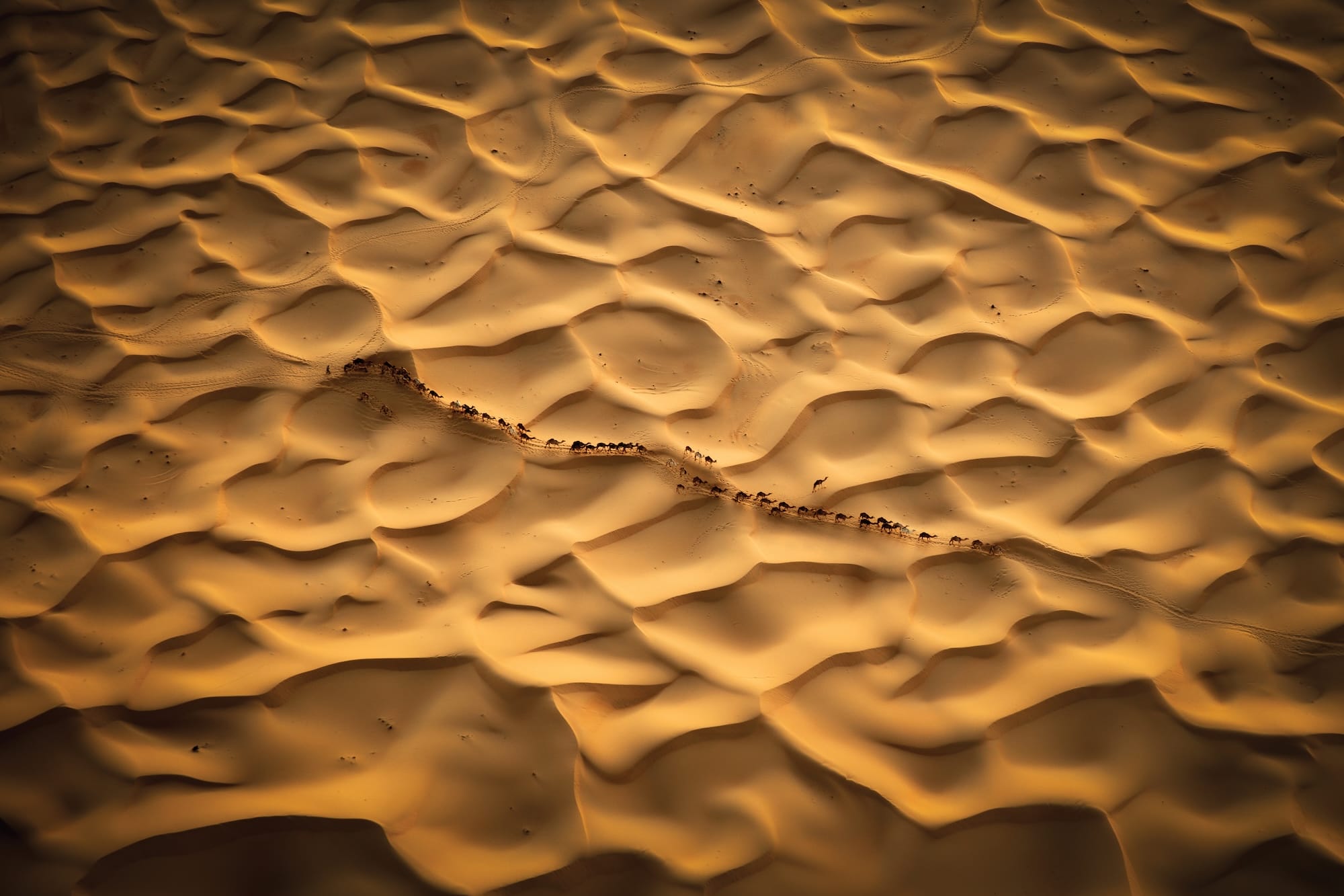 Björn Persson's New Book Highlights the World's Incredible and Endangered Wildlife0