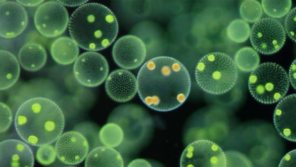 Microscopic Universes Come Alive in Nikon's Small World in Motion Contest2