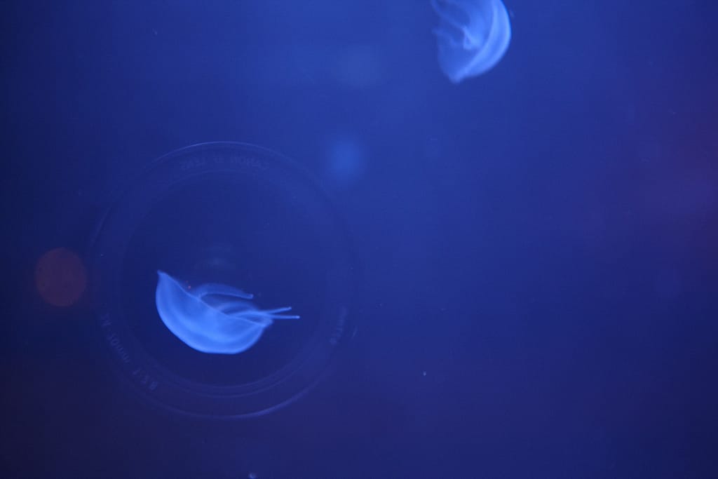 A Jellyfish Tank Installed in an Abandoned Building in Liverpool by Walter Hugo & Zoniel6