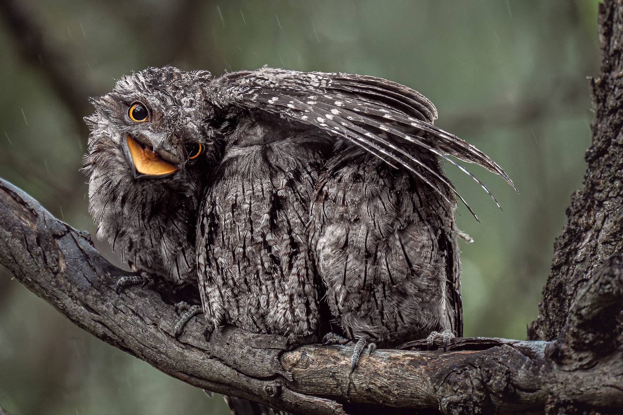 Diverse and Dramatic Behaviors Top the 2026 Bird Photographer of the Year Contest4