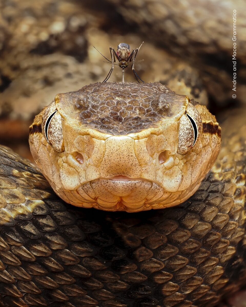 Wildlife Photographer of the Year Whittles More than 65,000 Entries to the Top 1009