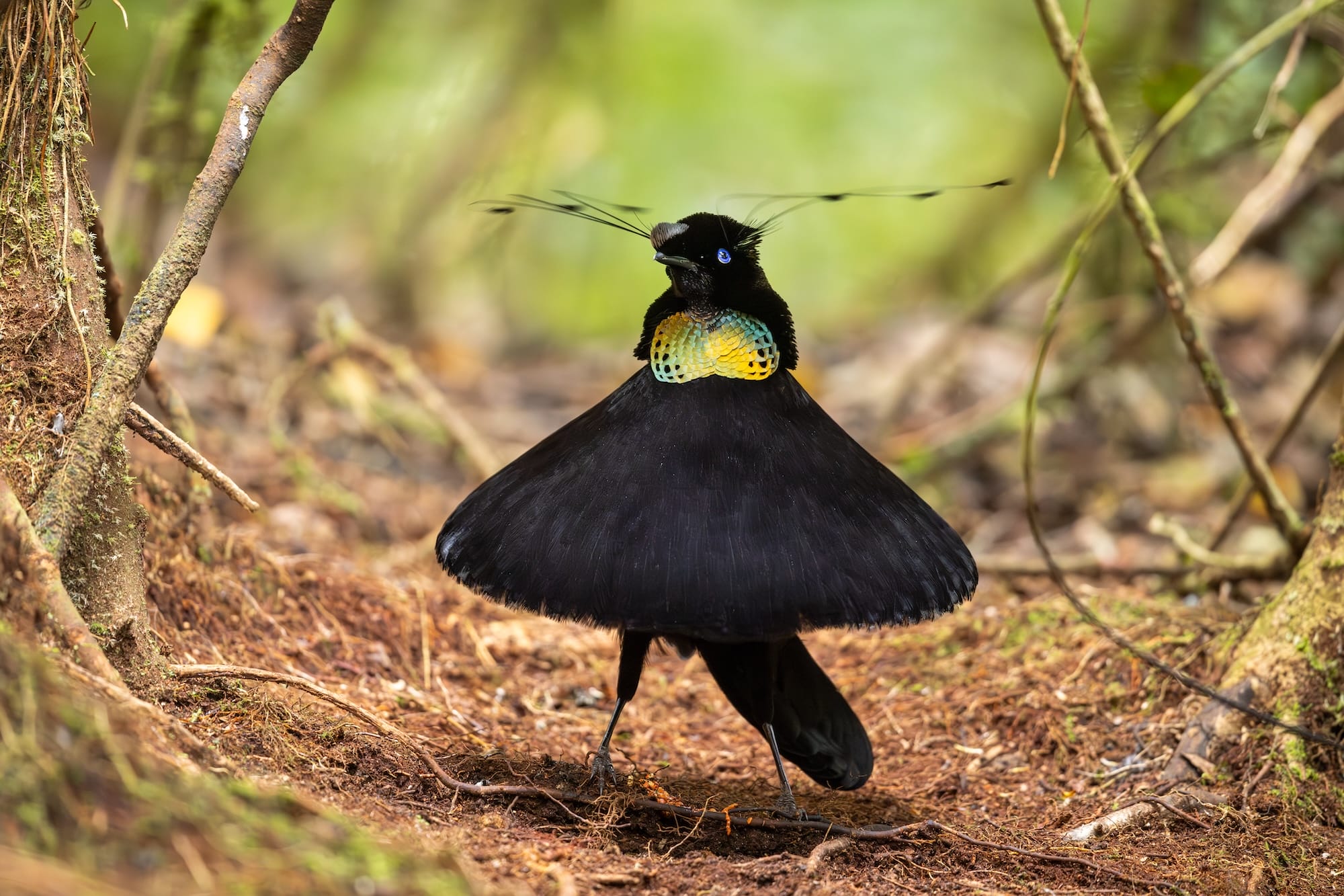 Diverse and Dramatic Behaviors Top the 2026 Bird Photographer of the Year Contest0