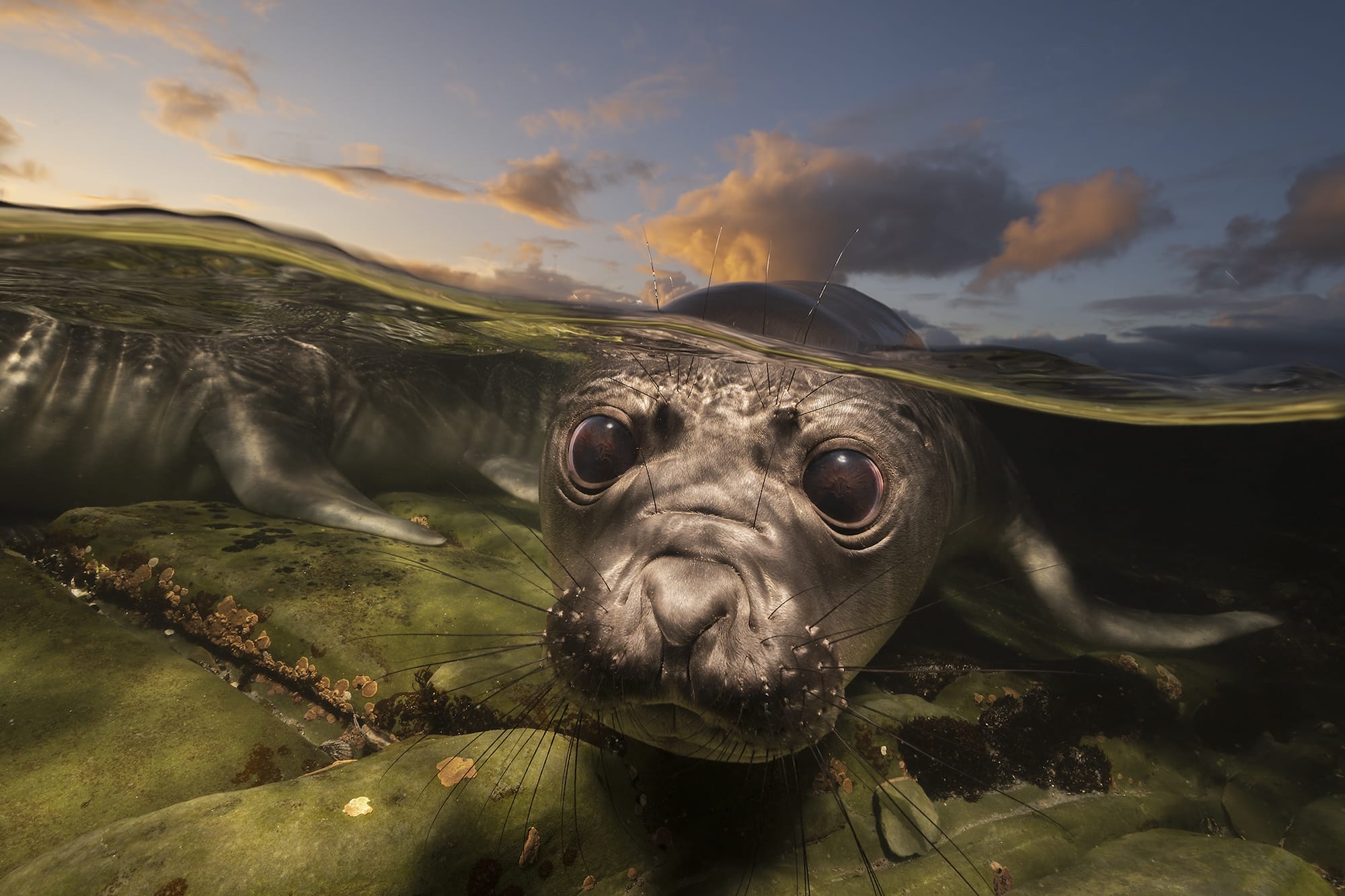Diminutive Seahorses Top the 2026 Ocean Photographer of the Year Contest1