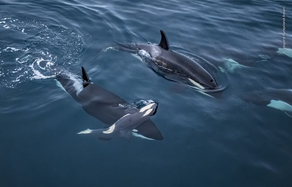 Wildlife Photographer of the Year Whittles More than 65,000 Entries to the Top 1003