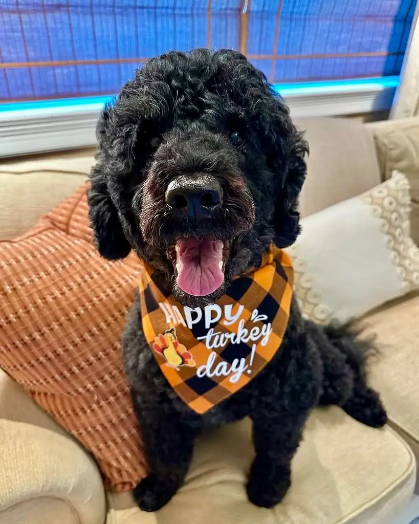 Barack and Michelle Obama mourn heartbreaking loss of beloved White House dog Sunny: 'Miss her terribly'2
