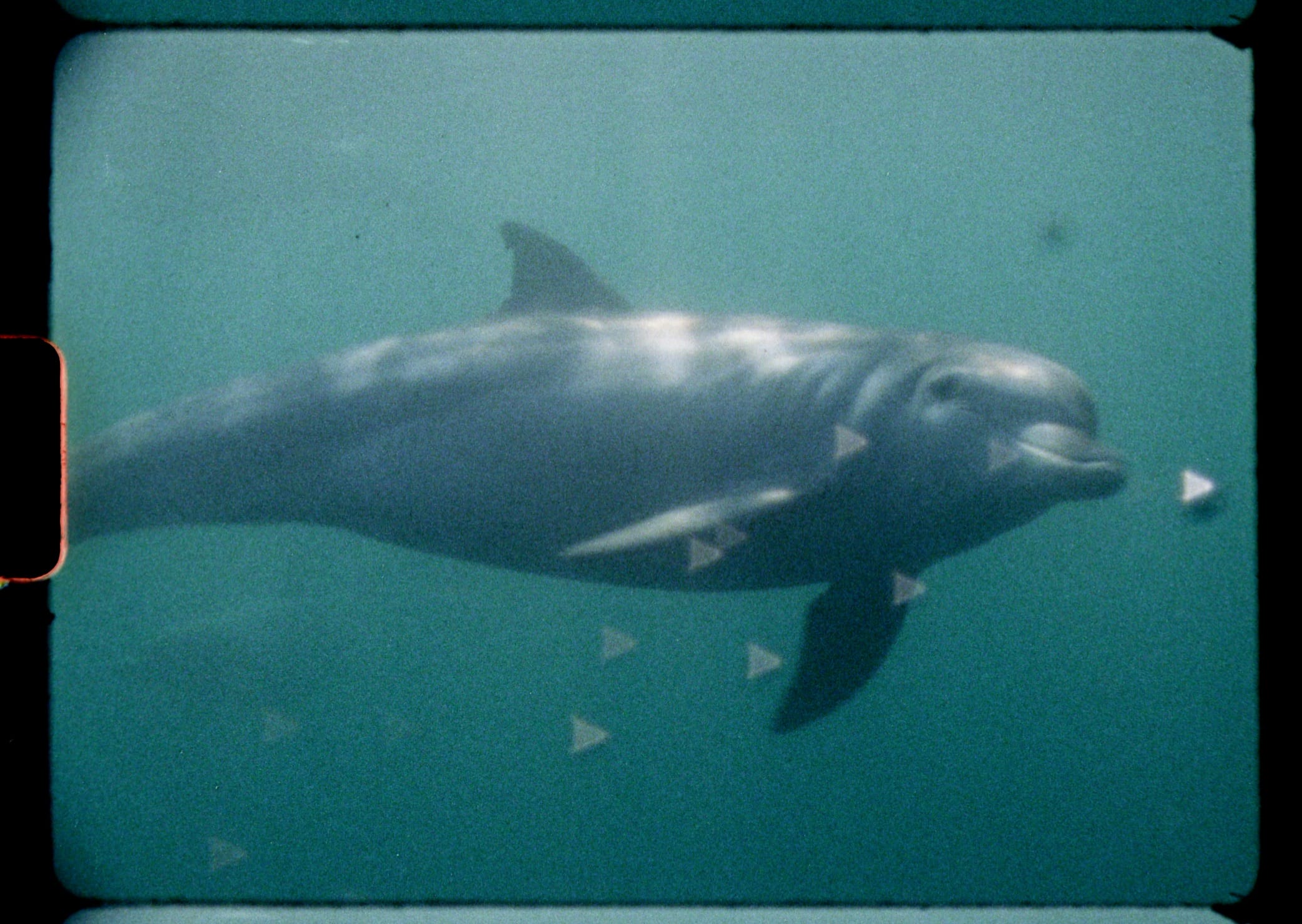 40 Filmmakers in 25 Countries Team Up for an Ode to Nature Shot Entirely on Super 8 Cameras2