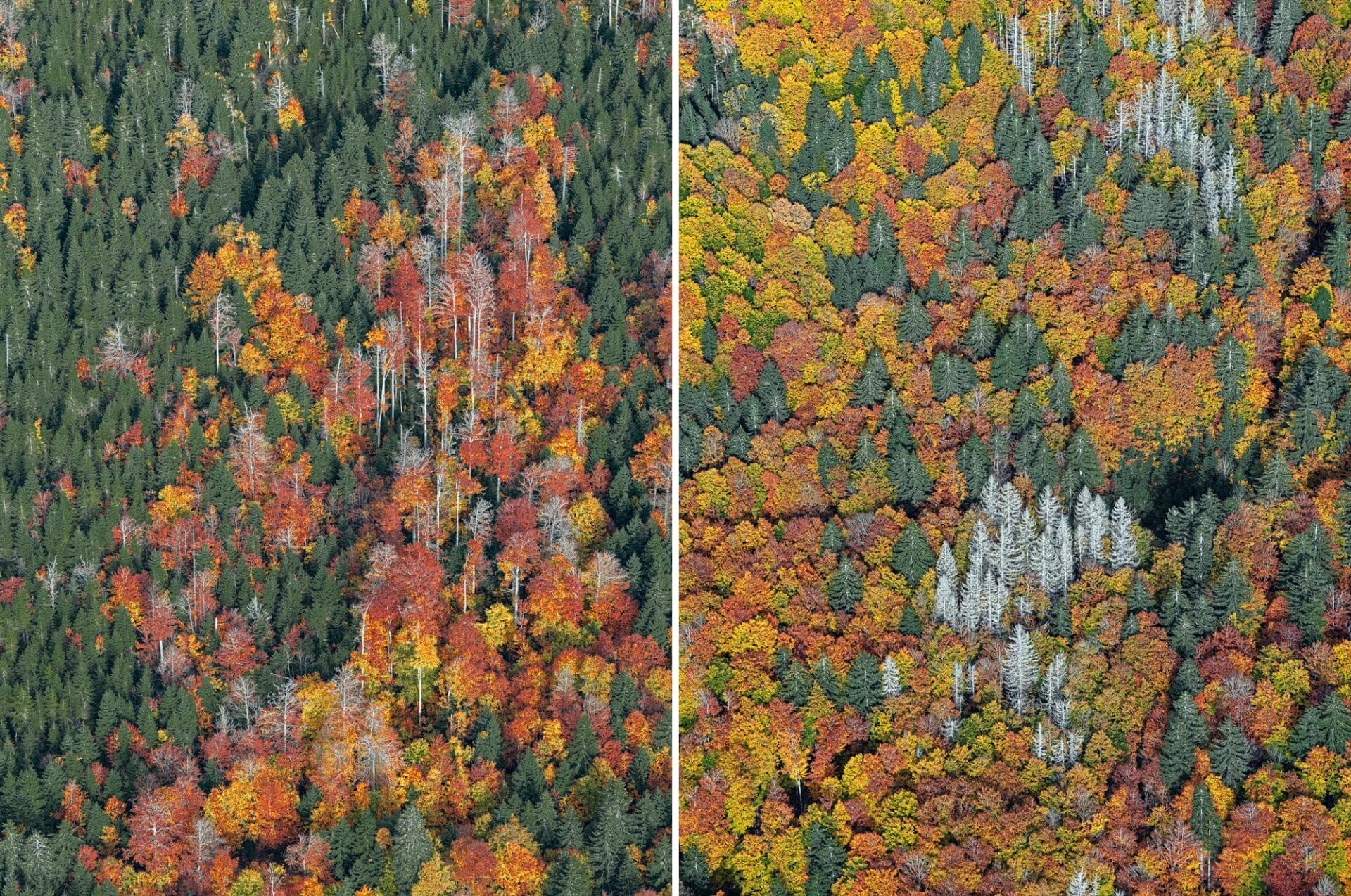 Dense Autumn Trees Blanket a Mountainous Bavarian Forest in Bernhard Lang's Aerial Photos7
