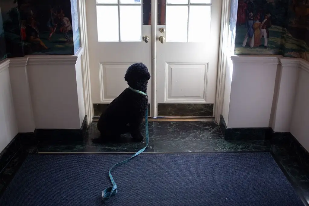 Barack and Michelle Obama mourn heartbreaking loss of beloved White House dog Sunny: 'Miss her terribly'4