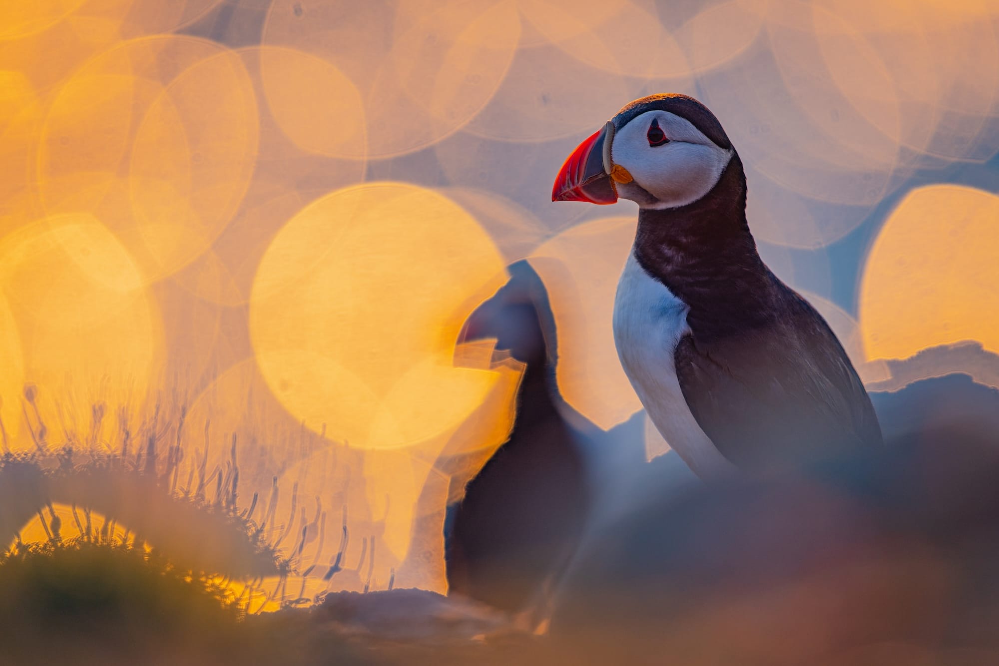 Diverse and Dramatic Behaviors Top the 2026 Bird Photographer of the Year Contest10