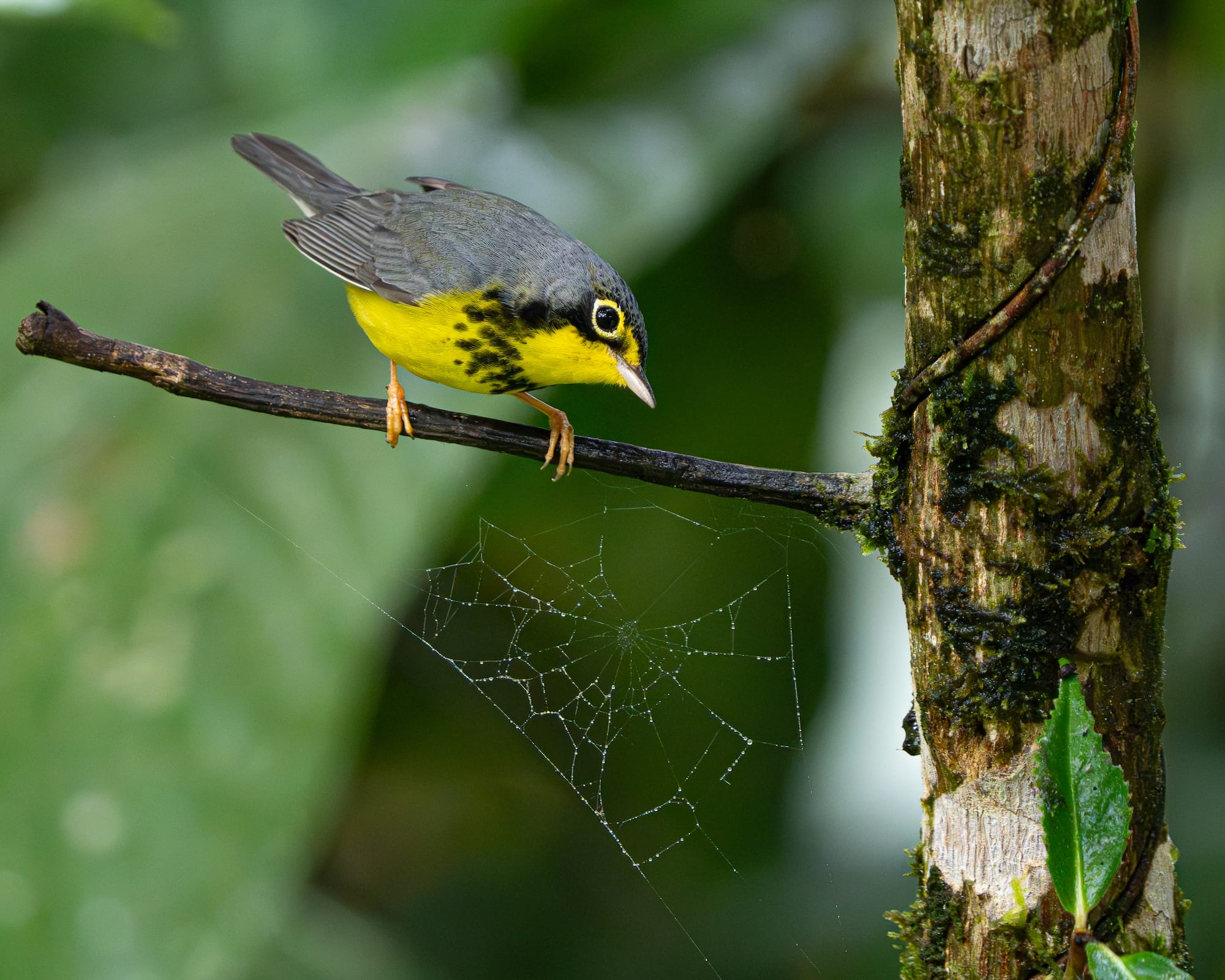 Avian Beauties and Rarities Top the 2026 Audubon Photography Awards5