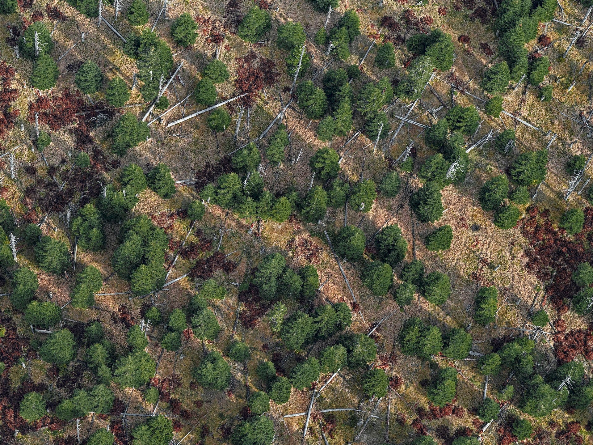 Dense Autumn Trees Blanket a Mountainous Bavarian Forest in Bernhard Lang's Aerial Photos8
