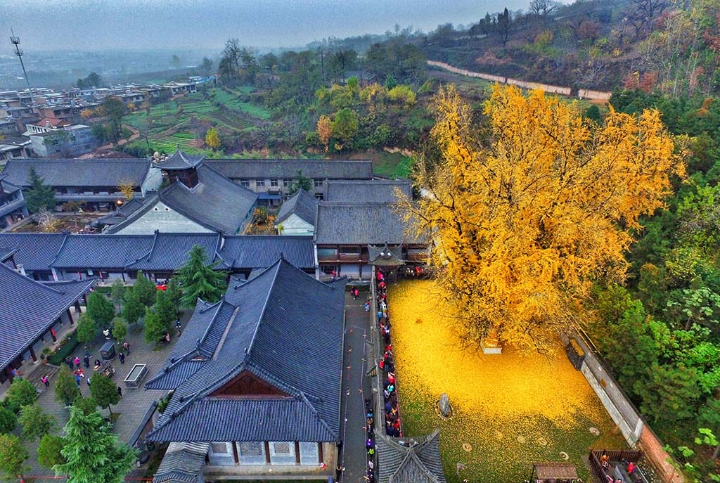 An Ancient Chinese Ginkgo Tree Drops an Ocean of Golden Leaves1