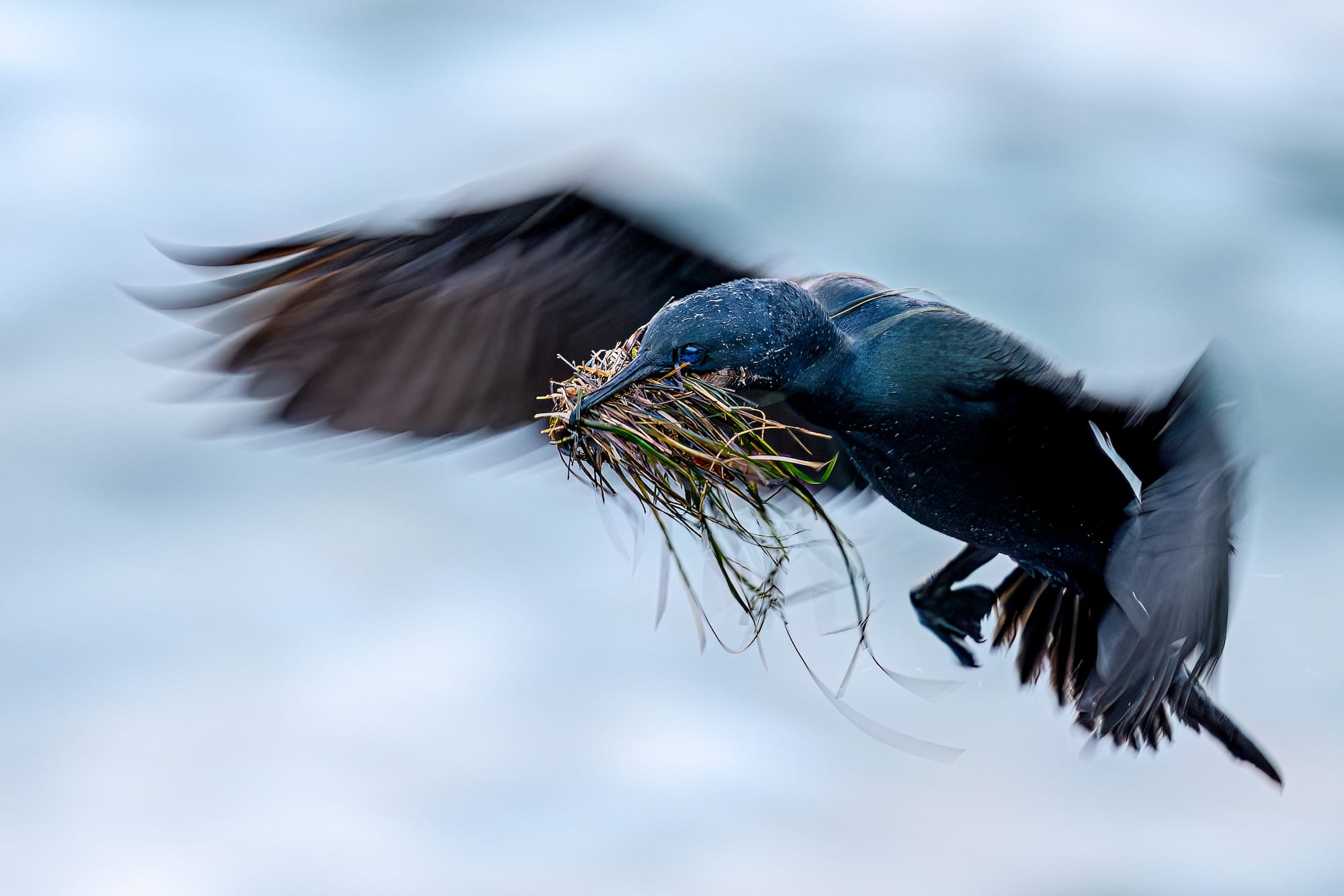 Avian Beauties and Rarities Top the 2026 Audubon Photography Awards10