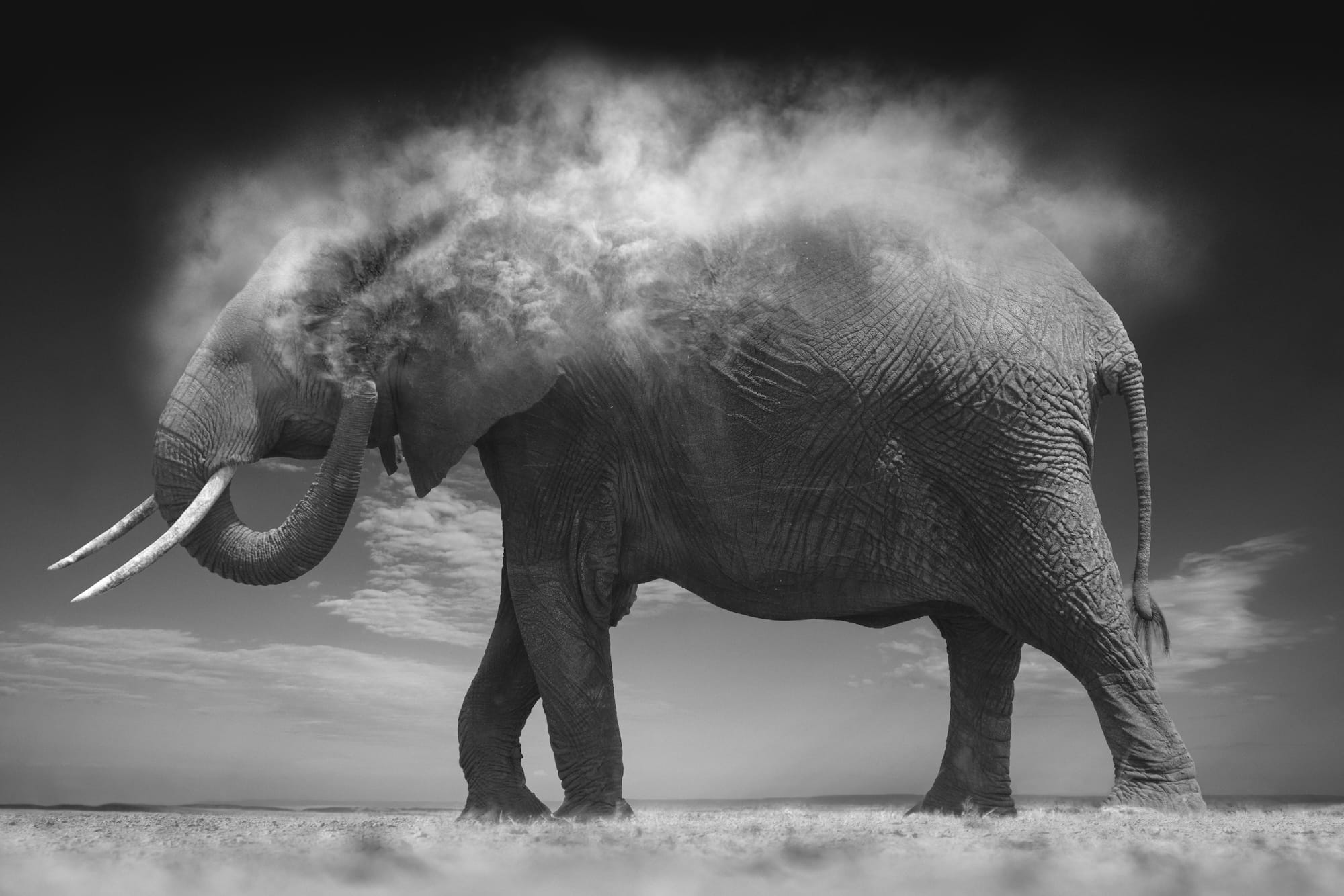 Björn Persson's New Book Highlights the World's Incredible and Endangered Wildlife1