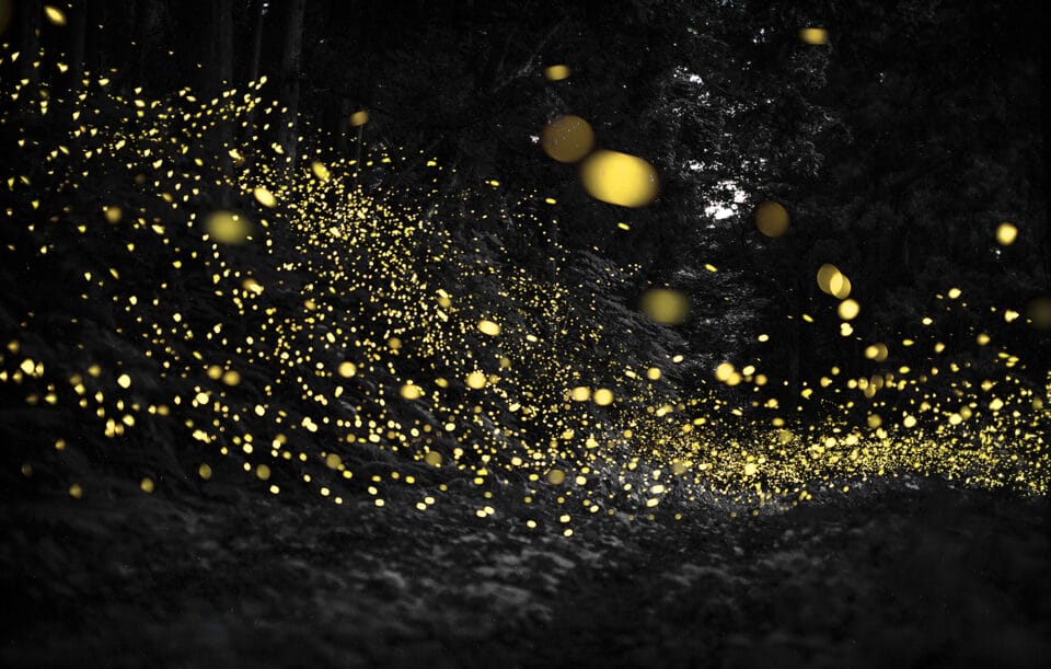 Kazuaki Koseki's Dreamy Photos Capture Japan's Forests Shimmering with Fireflies4