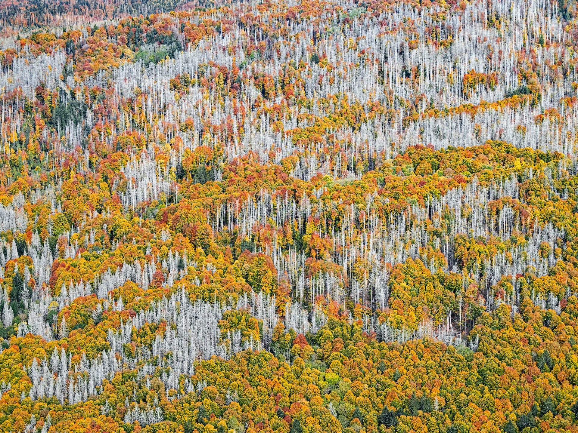 Dense Autumn Trees Blanket a Mountainous Bavarian Forest in Bernhard Lang's Aerial Photos2