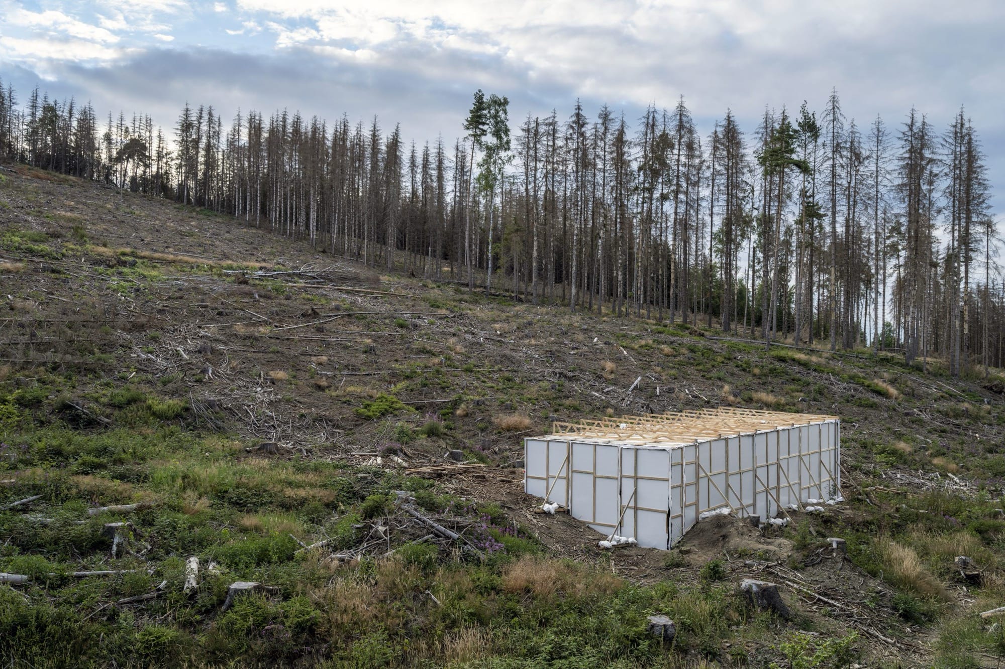 In 'Fictional Nature,' Fabian Knecht Encloses Live Trees and Craggy Stones in a White Cube Gallery7