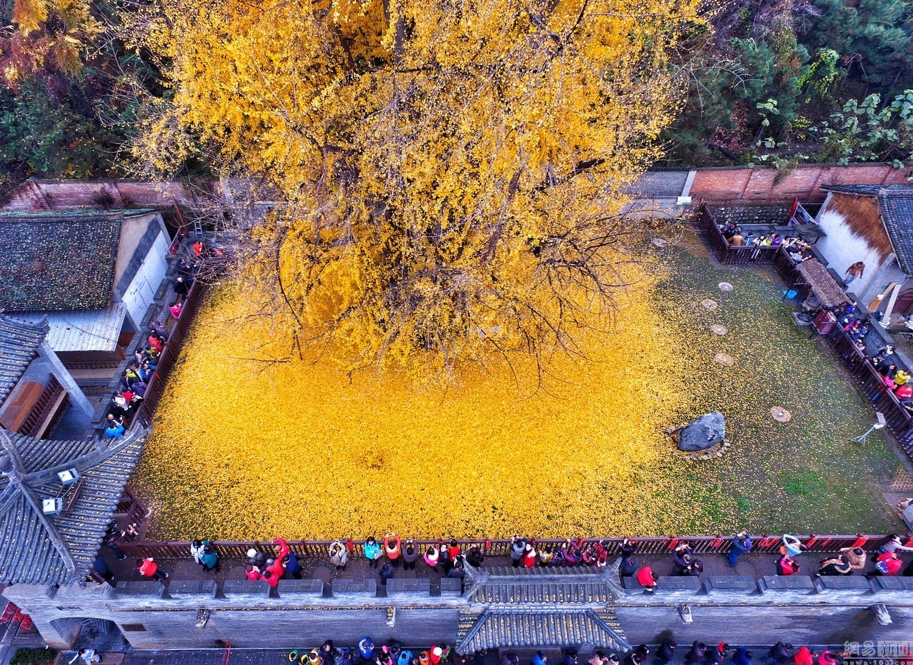 An Ancient Chinese Ginkgo Tree Drops an Ocean of Golden Leaves2