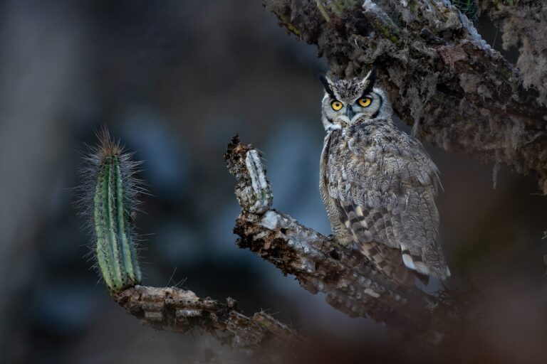 Пташині дива та рідкісні види – переможці премії Audubon 2026 8