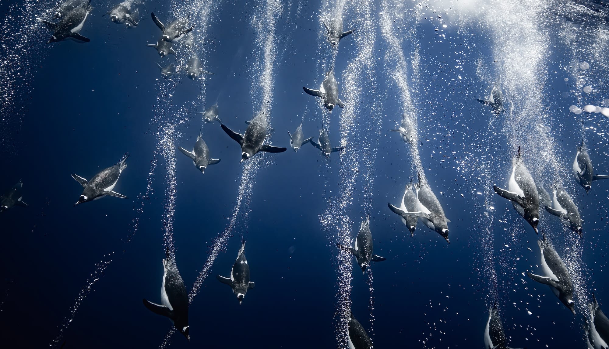 Diverse and Dramatic Behaviors Top the 2026 Bird Photographer of the Year Contest2