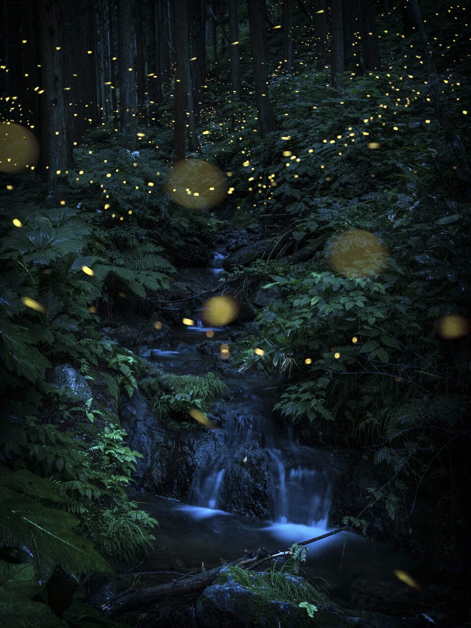 Kazuaki Koseki's Dreamy Photos Capture Japan's Forests Shimmering with Fireflies6