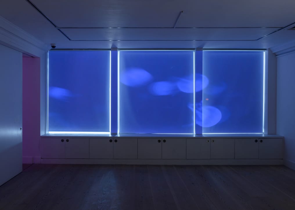 A Jellyfish Tank Installed in an Abandoned Building in Liverpool by Walter Hugo & Zoniel5