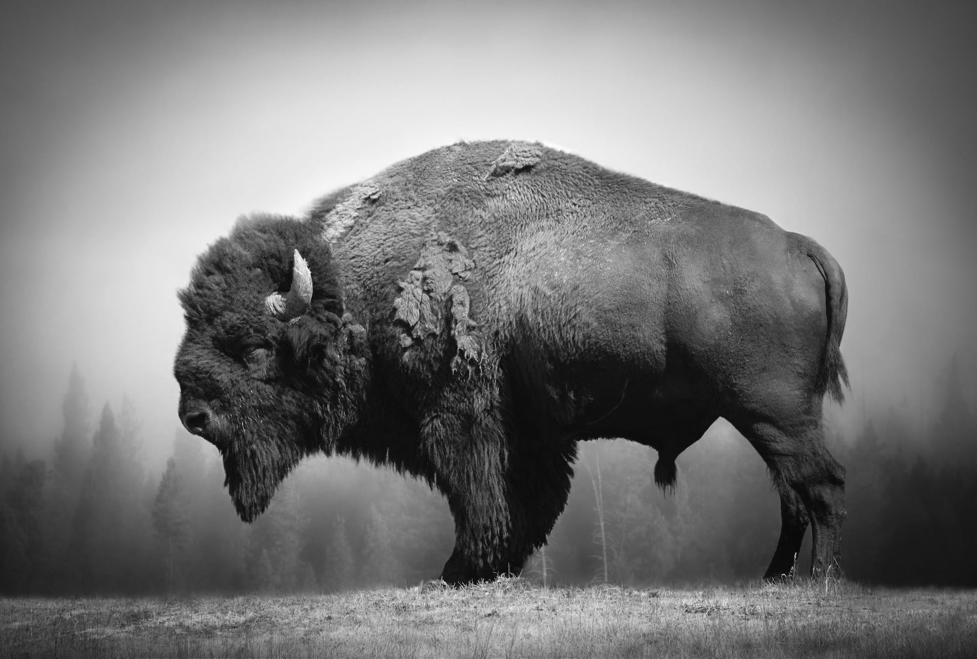 Björn Persson's New Book Highlights the World's Incredible and Endangered Wildlife4