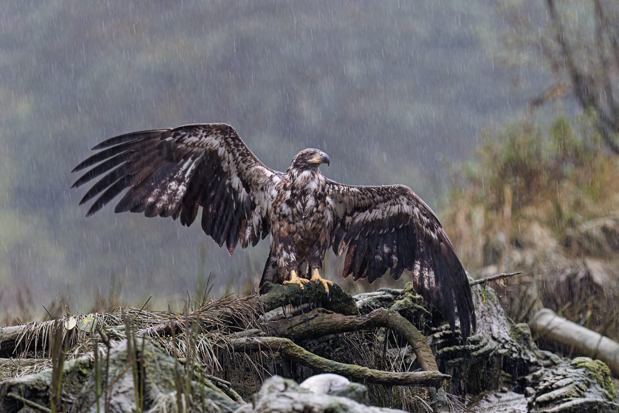 Diverse and Dramatic Behaviors Top the 2026 Bird Photographer of the Year Contest11