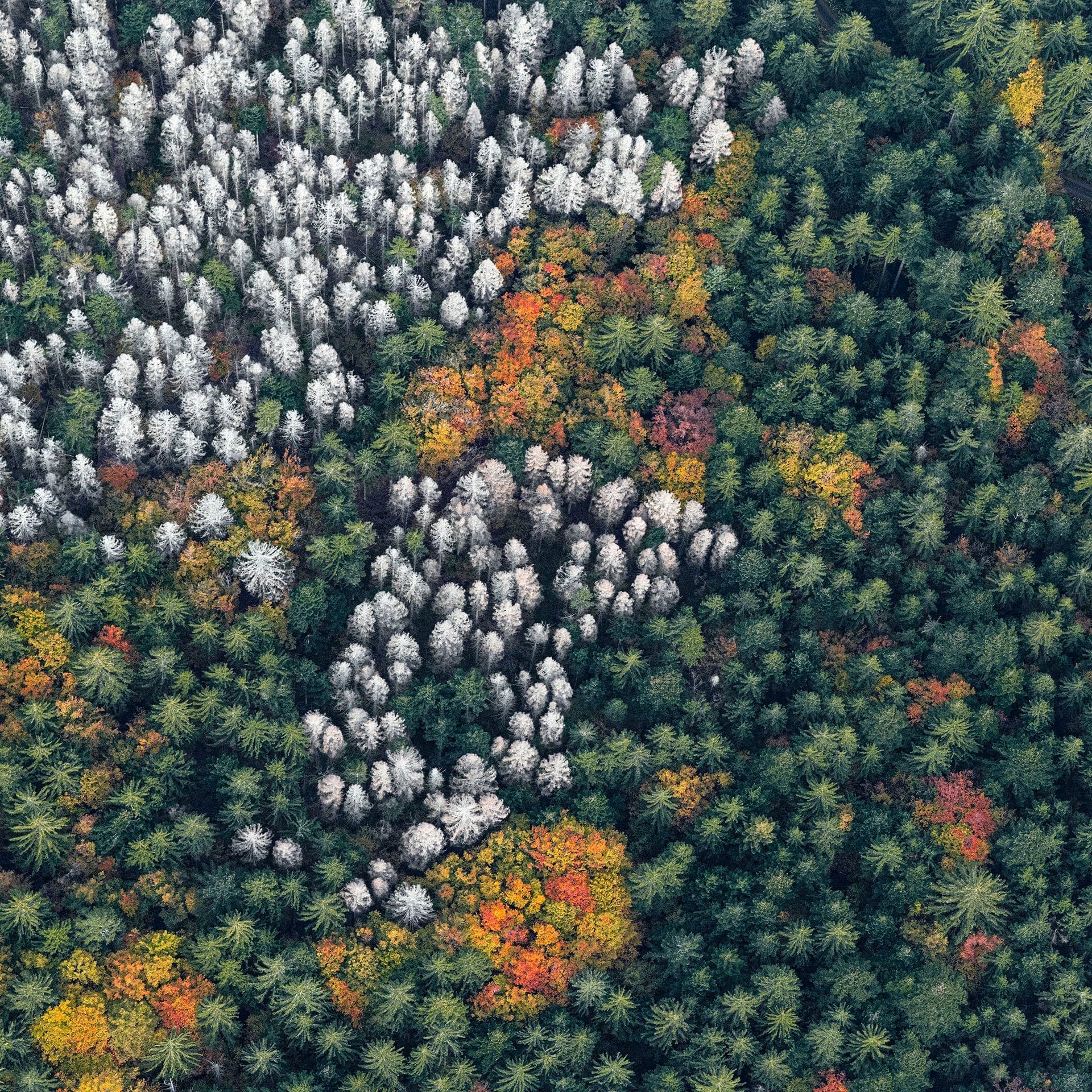 Dense Autumn Trees Blanket a Mountainous Bavarian Forest in Bernhard Lang's Aerial Photos4