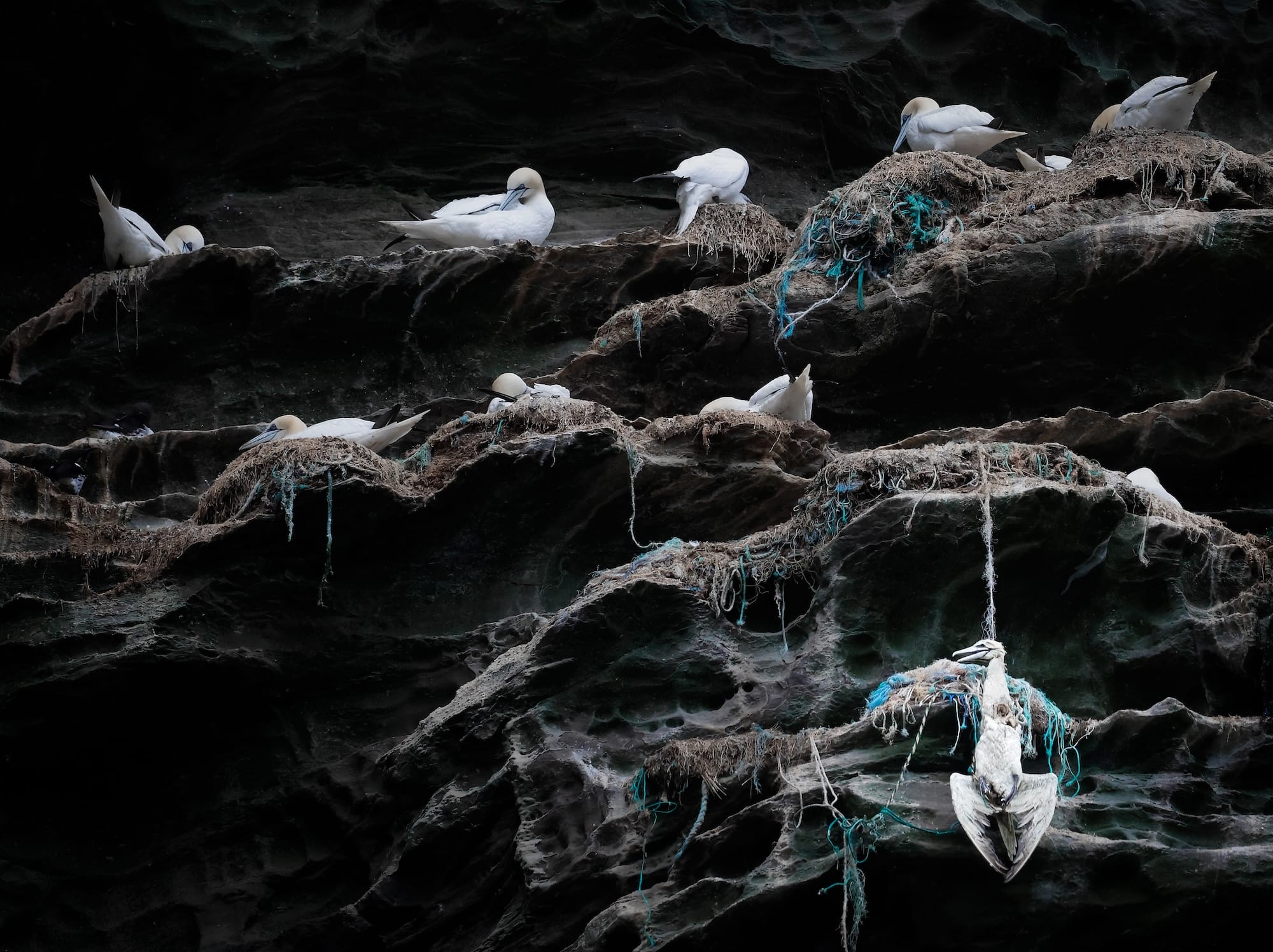 Avian Beauties and Rarities Top the 2026 Audubon Photography Awards3