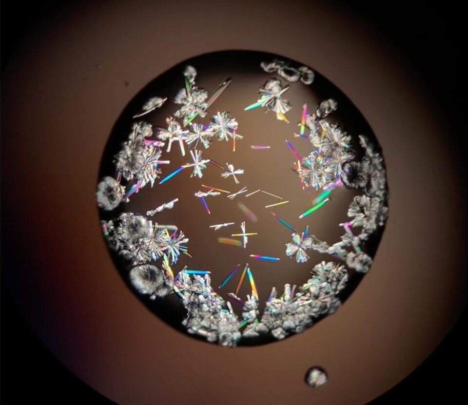 Microscopic Universes Come Alive in Nikon's Small World in Motion Contest1