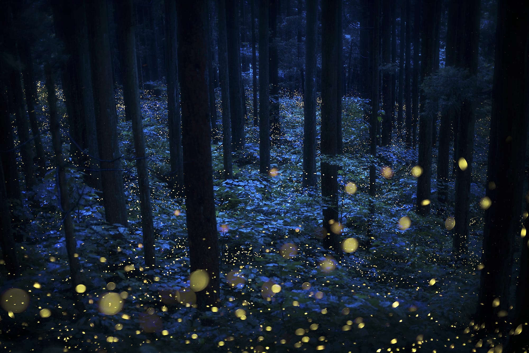 Kazuaki Koseki's Dreamy Photos Capture Japan's Forests Shimmering with Fireflies0
