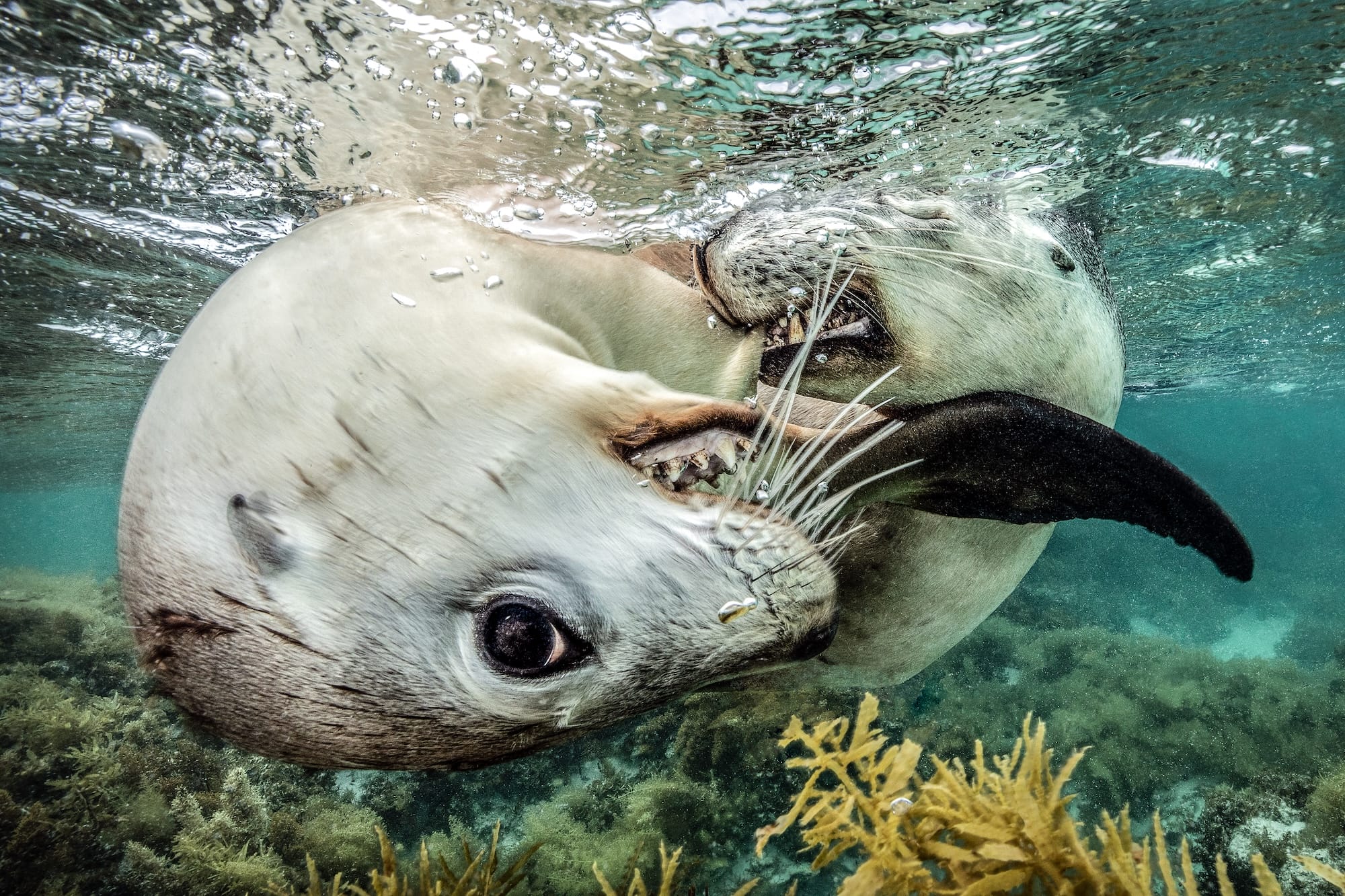 Diminutive Seahorses Top the 2026 Ocean Photographer of the Year Contest7