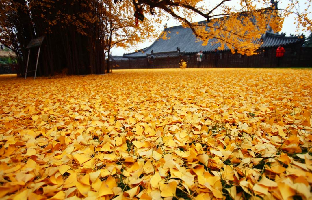 An Ancient Chinese Ginkgo Tree Drops an Ocean of Golden Leaves3