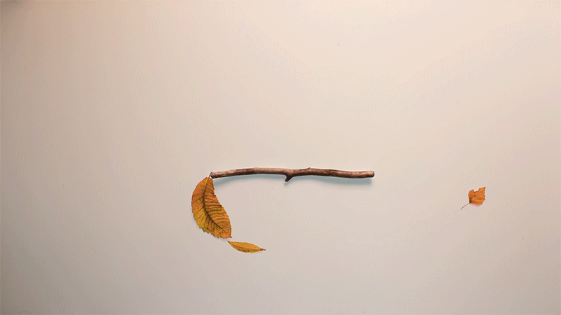 Autumn Leaves Crackle and Writhe Like a Flame in Short Film by Animator William Crook0