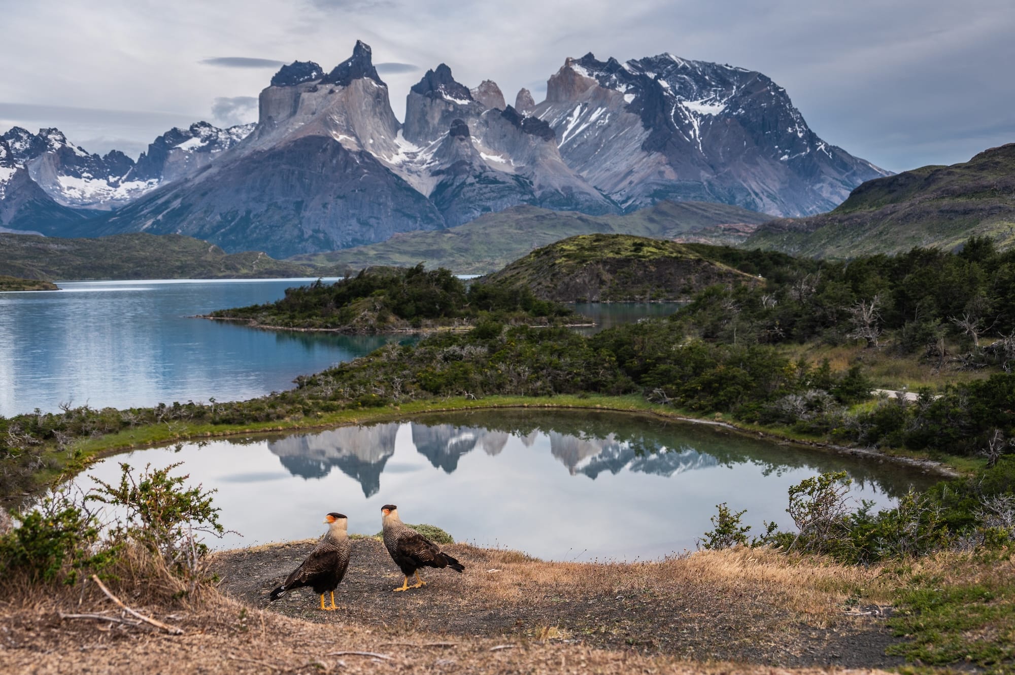 Avian Beauties and Rarities Top the 2026 Audubon Photography Awards6