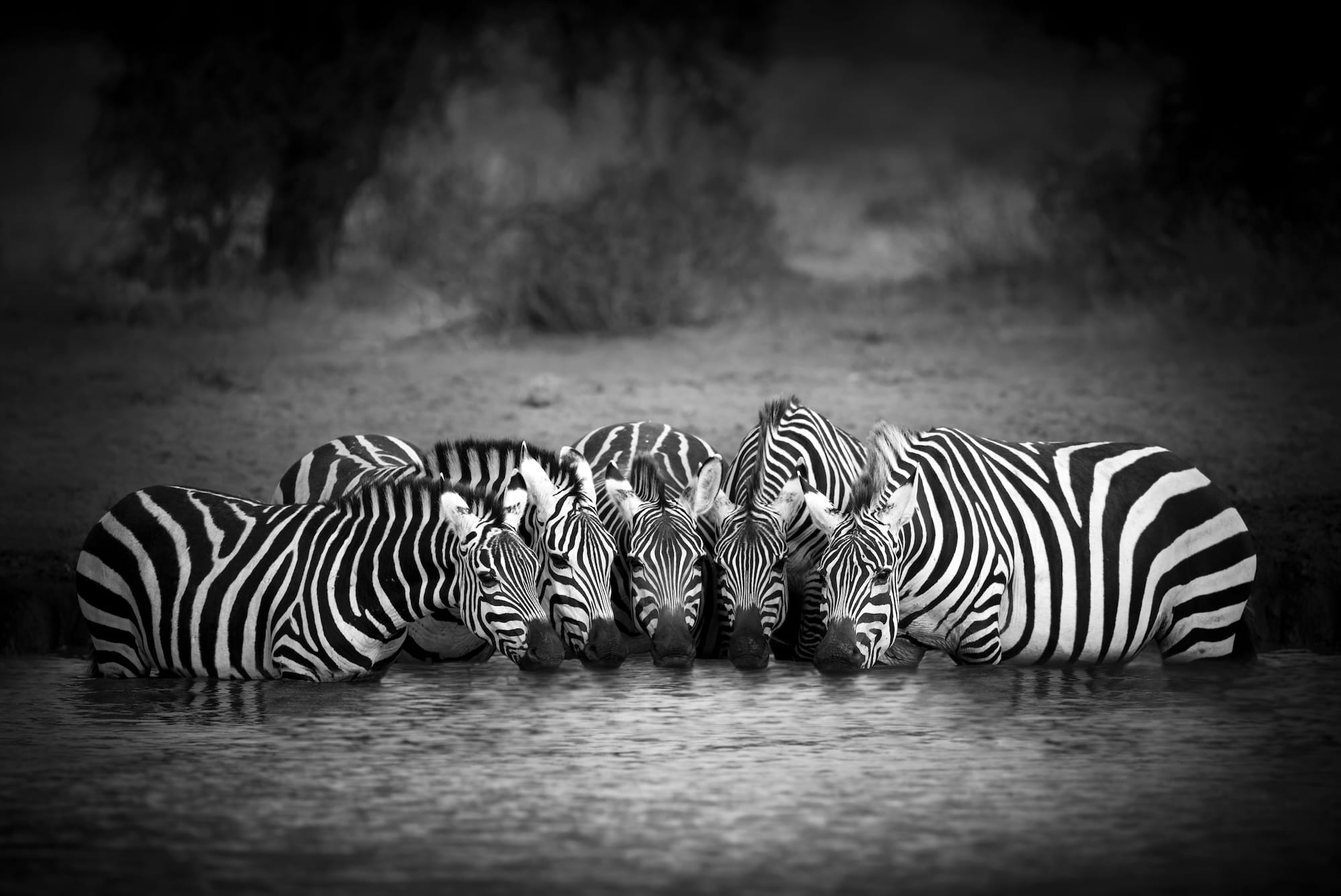 Björn Persson's New Book Highlights the World's Incredible and Endangered Wildlife5