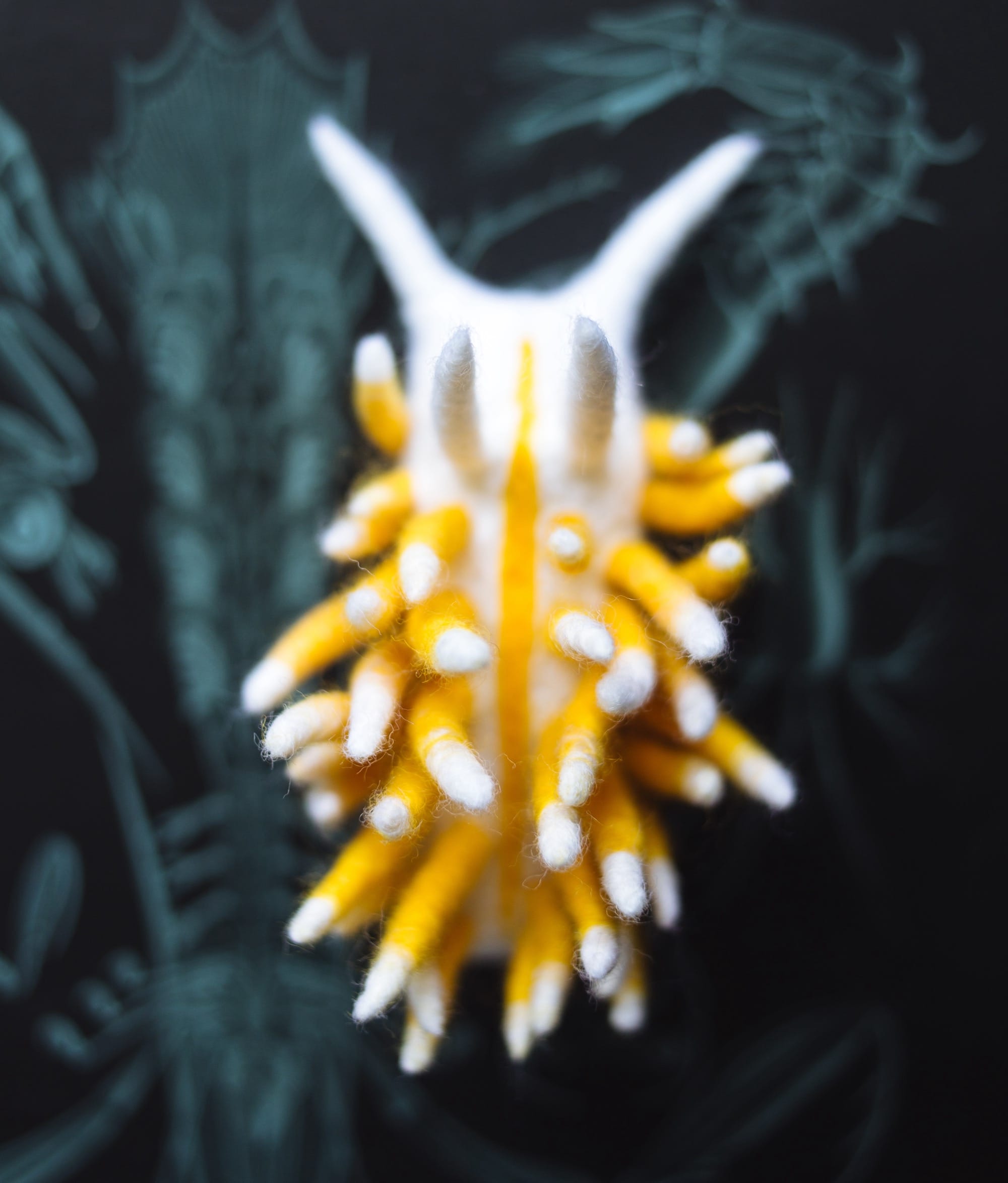 Dive into Wool Creature Lab's World of Vibrant Felted Nudibranchs8