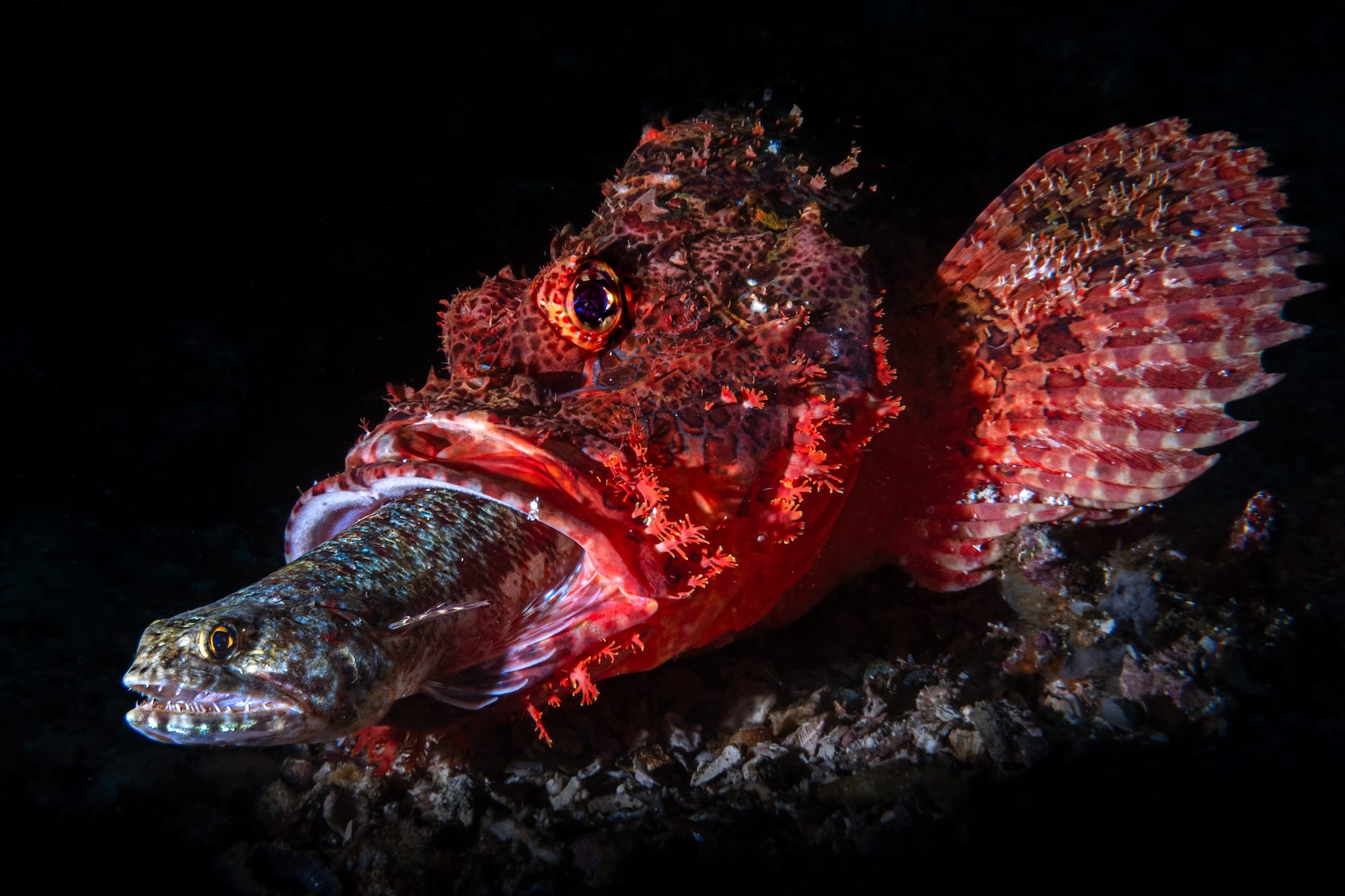 Diminutive Seahorses Top the 2026 Ocean Photographer of the Year Contest9