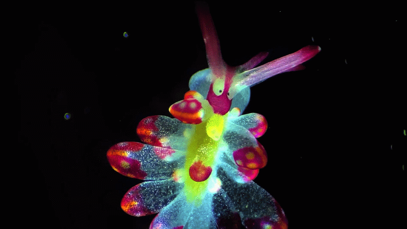 Microscopic Universes Come Alive in Nikon's Small World in Motion Contest0
